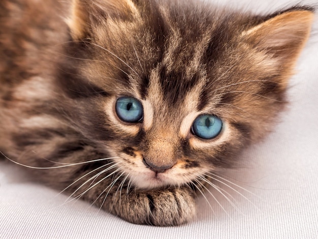 Un gatito rayado con ojos azules yace y mira al dueño.