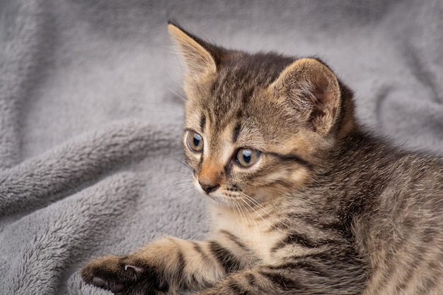 Gatito rayado tendido sobre fondo gris