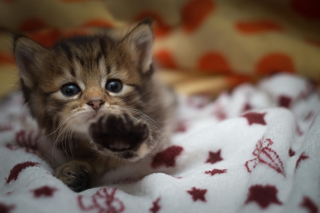 Foto el gatito rayado