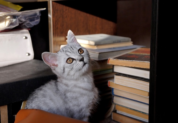 Foto gatito de la raza británica de color gris en casa.