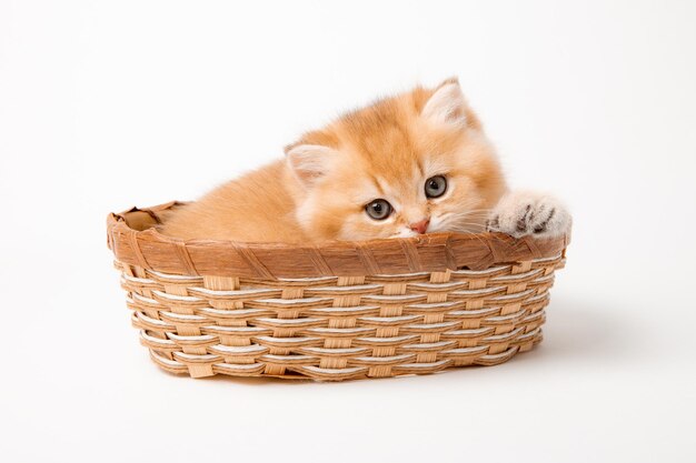 Un gatito de raza británica esponjoso muy lindo en una canasta sobre un fondo blanco