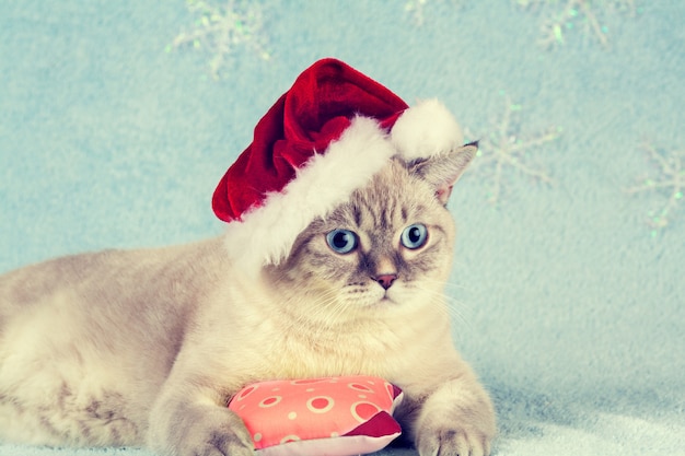 Gatito de raza tailandesa con un gorro de Papá Noel