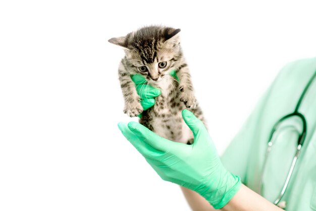 Gatito recién nacido desafortunado en manos del primer veterinario