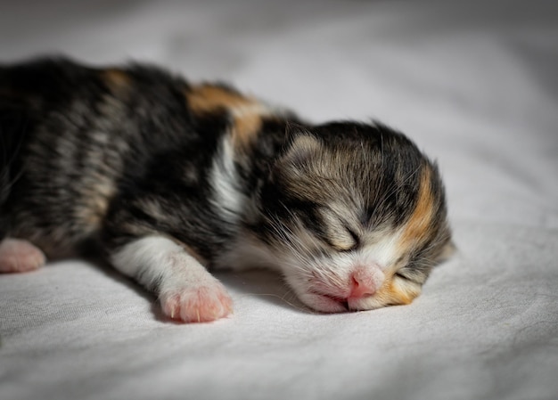 Gatito recién nacido durmiendo en una cama en una caja