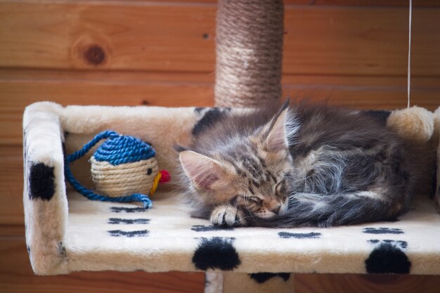 El gatito recién nacido Maine Coon está durmiendo en el segundo nivel de la casa junto al juguete de color