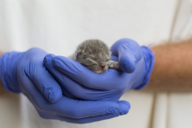 Gatito recién nacido en la mano. Un pequeño gato ciego en manos cariñosas.