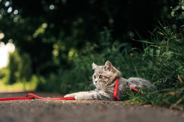 Gatito recto escocés de cuatro meses camina sobre la hierba en verano con una correa con un pasaporte de identificación qr Foto de alta calidad