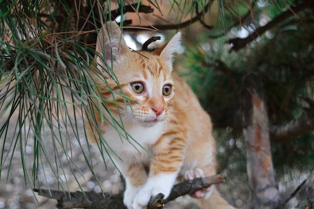 Gatito rojo en un árbol.