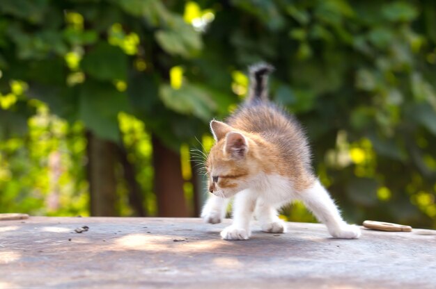 Gatito rojo, blanco con ojos azules sobre hierba