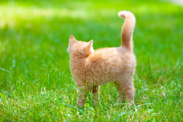 Gatito rojo caminando sobre la hierba en el jardín de verano