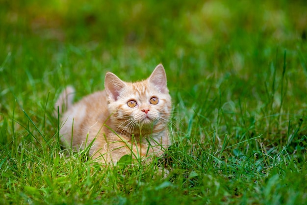 Gatito rojo caminando sobre la hierba en el jardín de verano