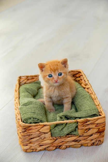 Gatito rojo en canasta moderna