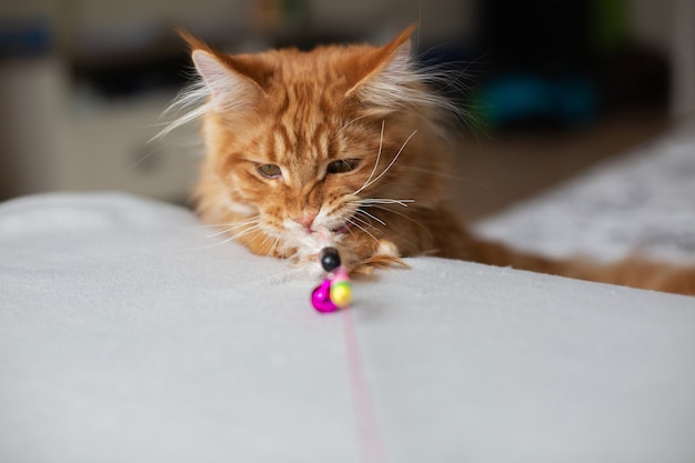 Gatito rojo divertido de Maine Coon jugando con juguetes de plumas. Espacio para texto