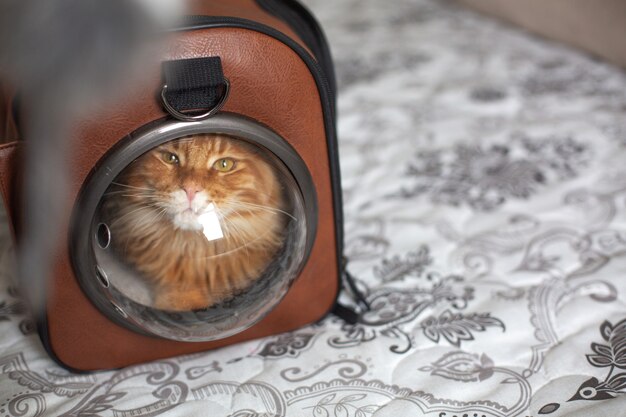 Gatito rojo divertido de Maine Coon sentado en el bolso con ventana esférica. Espacio para texto