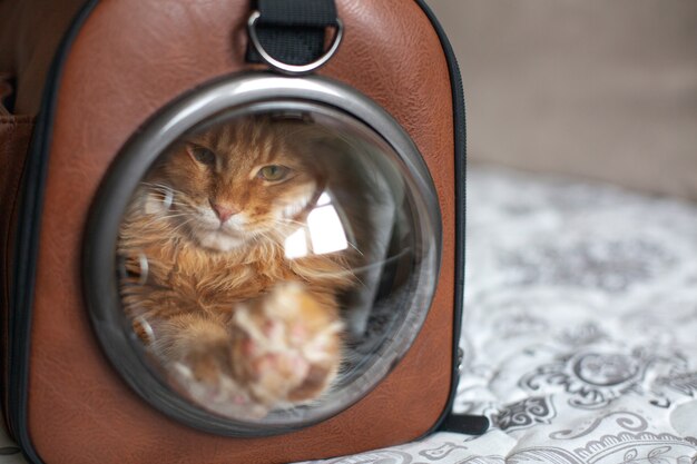 Gatito rojo divertido de Maine Coon sentado en el bolso con ventana esférica. Espacio para texto