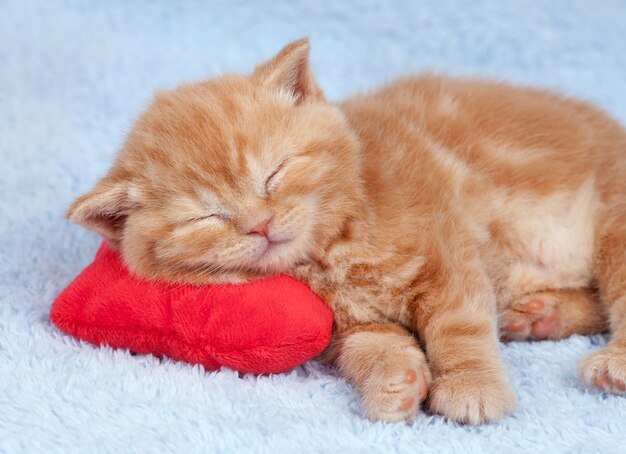 Gatito rojo durmiendo sobre una almohada roja en forma de corazón