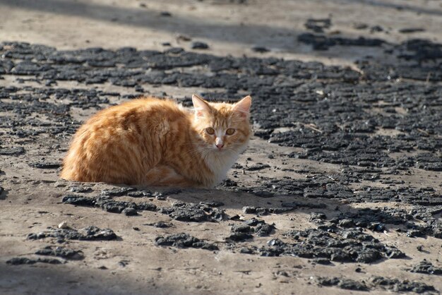 Un gatito rojo está sentado sobre una losa de hormigón. Región de Moscú. Rusia