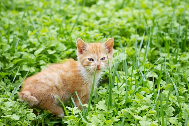 Gatito rojo en la hierba verde, mascotas