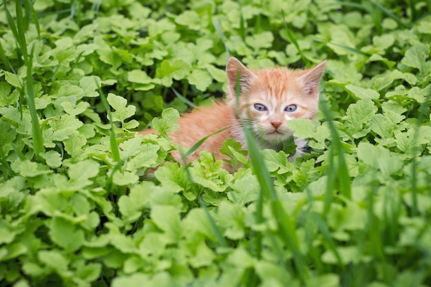 Gatito rojo en la hierba verde, mascotas
