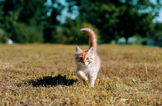 Gatito rojo jengibre sobre hierba