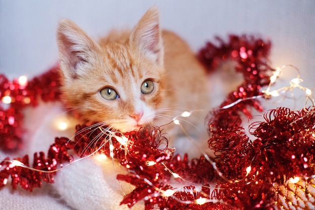 Gatito rojo jugando en decoraciones navideñas