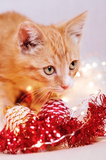 Gatito rojo jugando en decoraciones navideñas