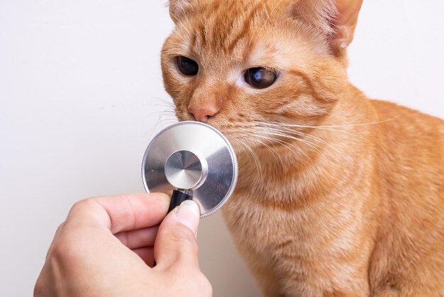 Gatito rojo jugando con estetoscopio de cerca