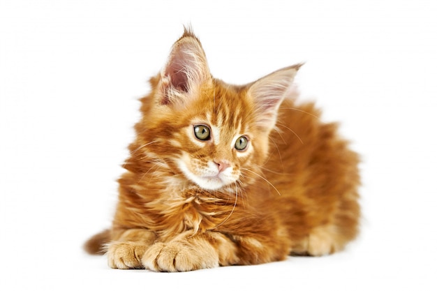 Gatito rojo de maine coon, aislado