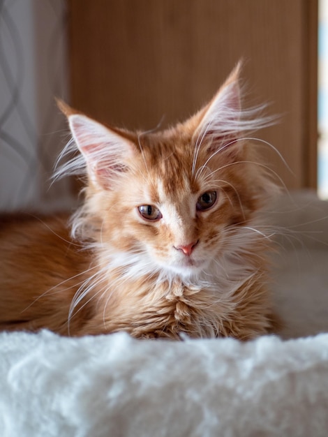 Gatito rojo Maine Coon