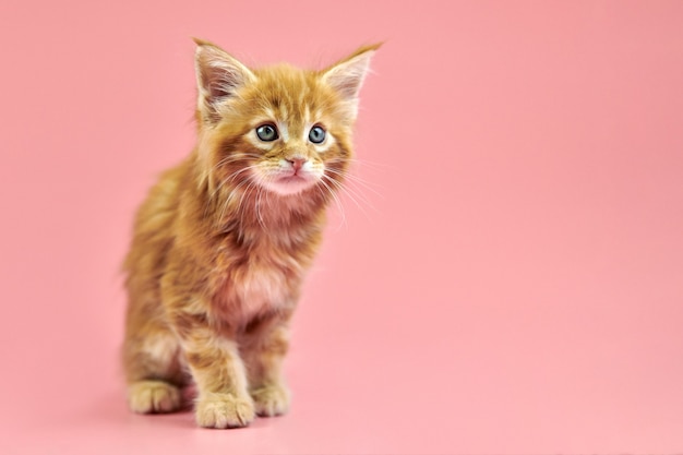 Gatito rojo de maine coon