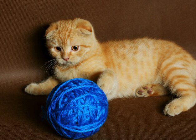 Gatito rojo de orejas caídas de Inglaterra