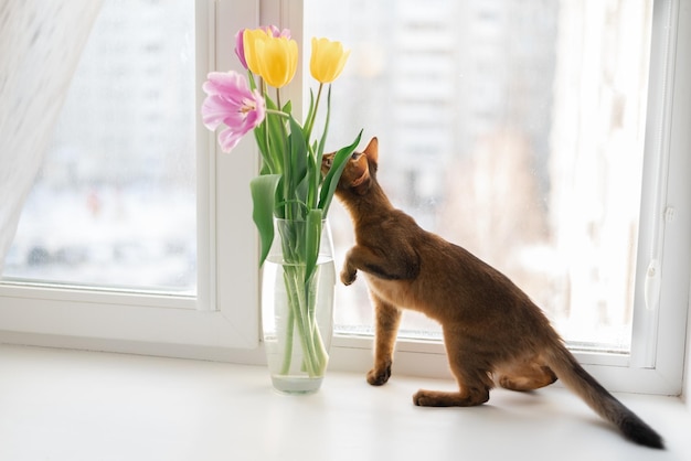 Foto gatito rojo de raza somalí que huele una flor flor de primavera y estado de ánimo primaveral