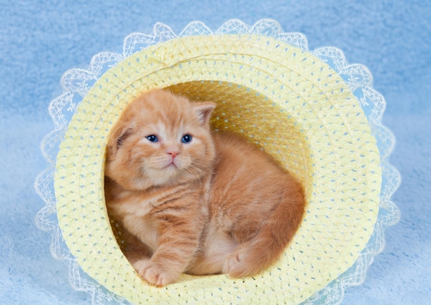 Gatito rojo sentado en un sombrero de paja