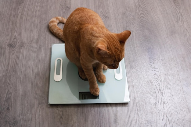 Gatito rojo se sienta en básculas de piso de cerca