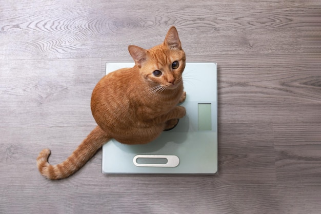 Gatito rojo se sienta en básculas de piso de cerca