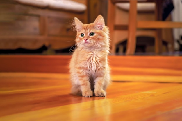 Un gatito rojo se sienta en una habitación sobre un suelo de madera.