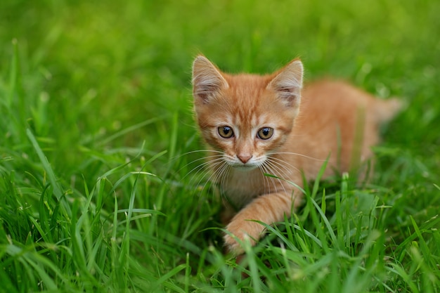 Gatito rojo sobre la hierba