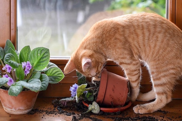 Un gatito rojo en la ventana rompe una planta de interiorGato travieso y juguetón Problemas de mascotas en casa Planta de interior aplastada por mascota