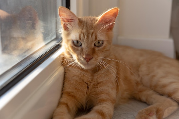 El gatito rojo yace junto a la ventana.