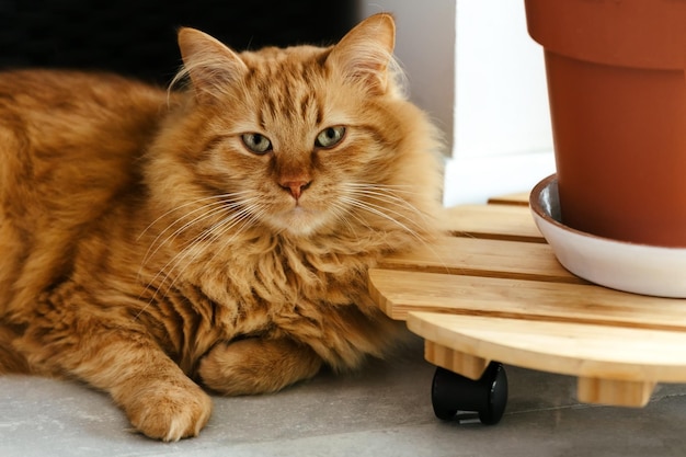 El gatito rojo yace en el suelo del apartamento.