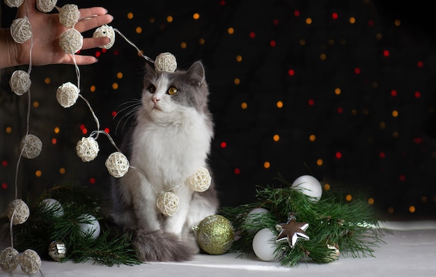 El gatito rompió un árbol de Navidad El gato destruye el árbol de Navidad La mujer limpia después de que el gato volteó el árbol de Navidad