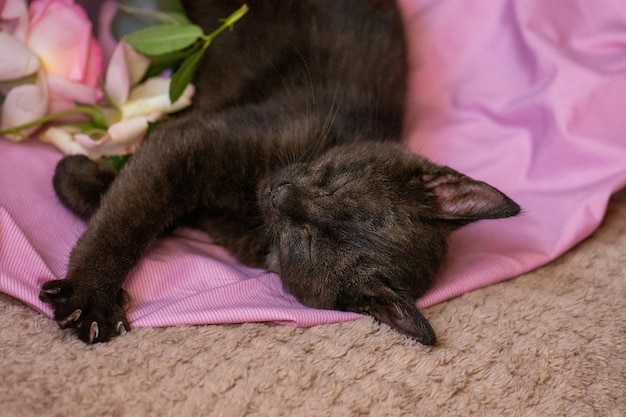 Gatito y rosas rosadas en una cama blanda