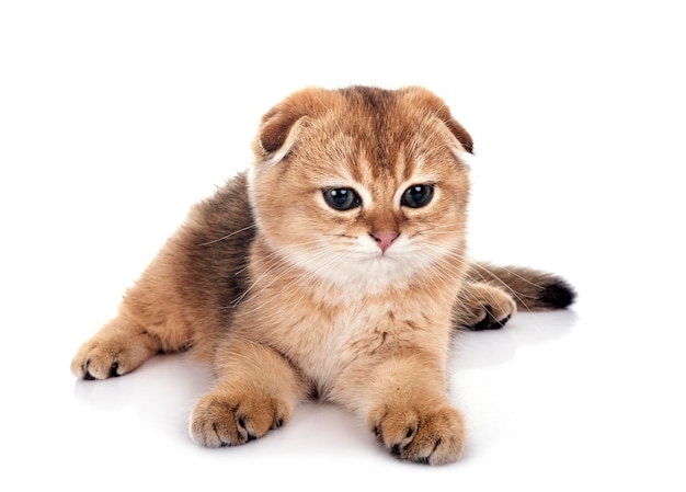 Gatito Scottish Fold delante de un fondo blanco