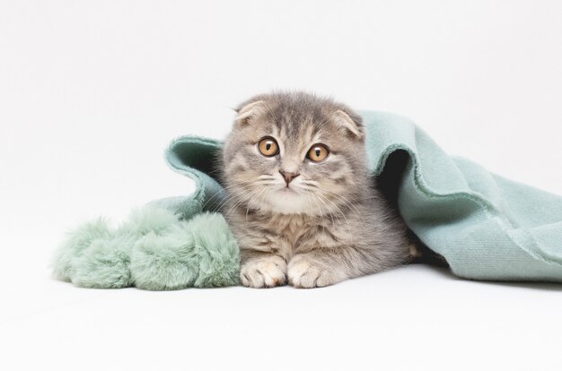 Gatito Scottish Fold, gato escocés plateado