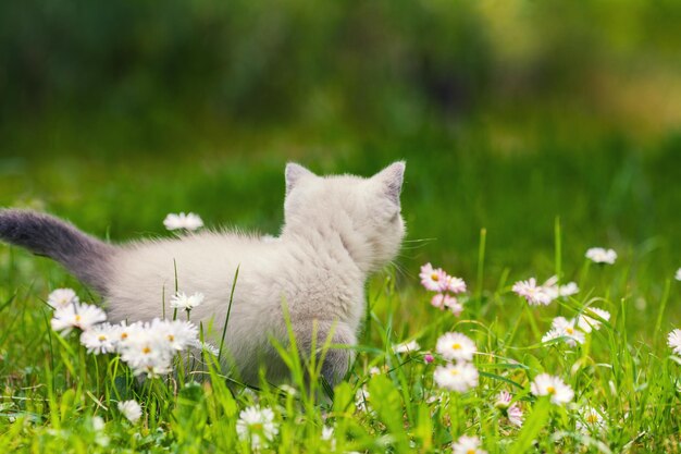 Gatito Seamese en césped verde