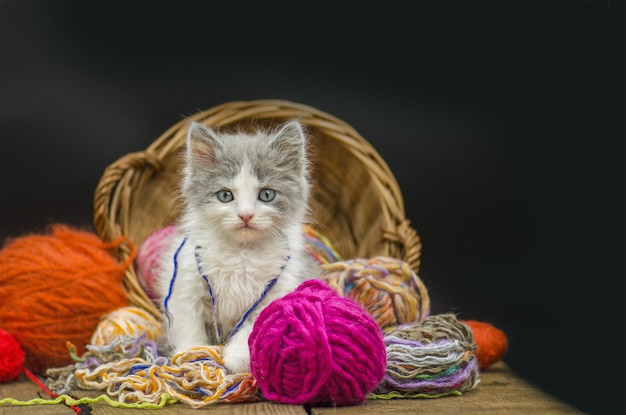 Gatito de seis semanas jugando con una bola de tejer en varios colores Gatito lindo y bola de hilo Gatito bonito gris Gatito divertido y tejiendo Gato juguetón de pie sobre las patas traseras