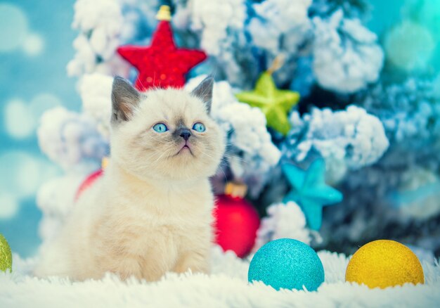 Gatito sentado cerca de abeto con decoración navideña.