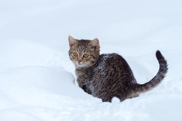 Gatito sentado en la nieve