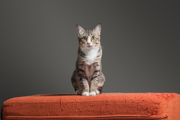 Gatito sentado en el sofá de tela naranja rayado sobre fondo cray