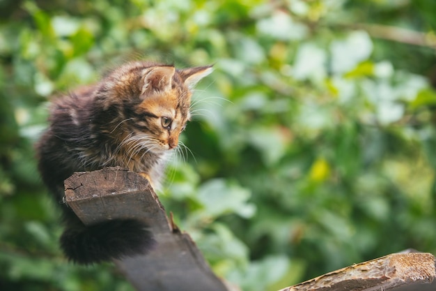 Gatito sentado en el tablero en el jardín de verano